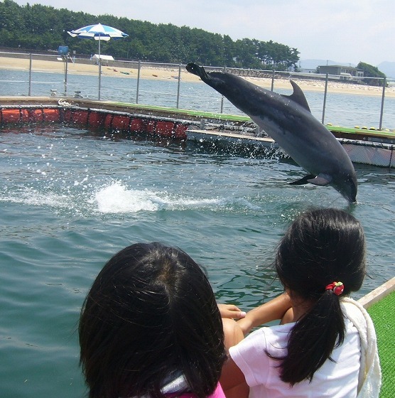 世界一の醤油をつくりたい　湯浅醤油有限会社　社長　新古敏朗のブログ-イルカ